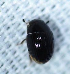 Cercyon praetextatus