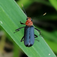 Stenochiini
