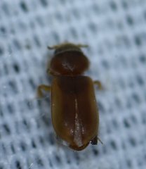 Tropicus pusillus