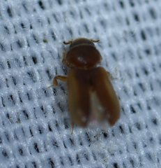 Tropicus pusillus