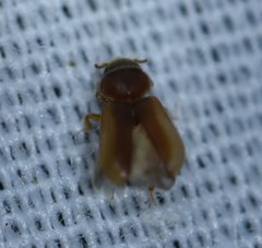 Tropicus pusillus