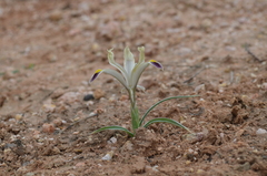 Iris rodionenkoi