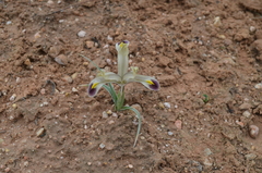Iris rodionenkoi