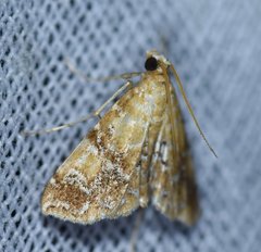 Elophila nebulosalis