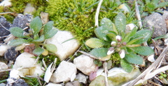 Draba praecox