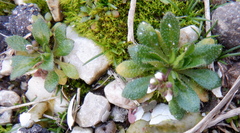 Draba praecox