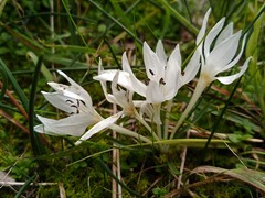 Colchicum chimonanthum
