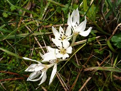 Colchicum chimonanthum