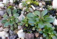 Draba praecox