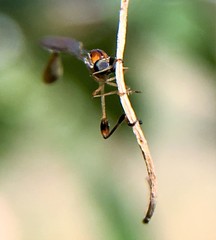 Leptopteromyia americana