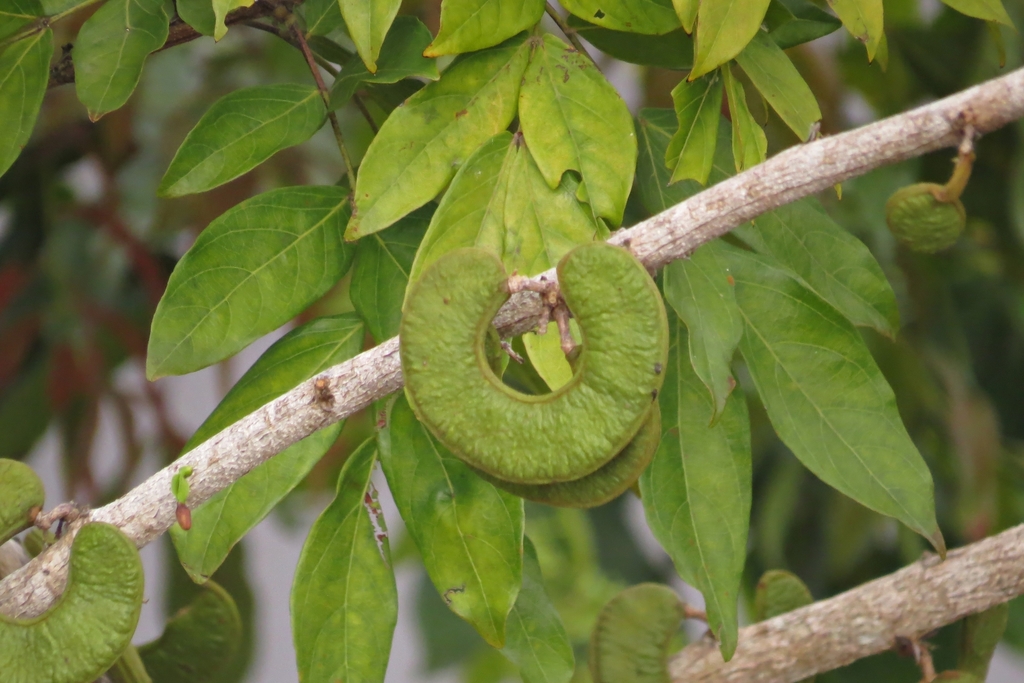Zygia cataractae