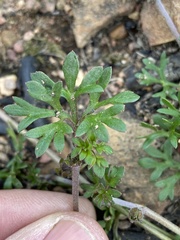 Actinotus gibbonsii