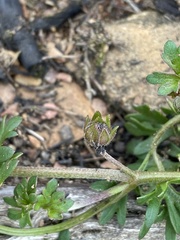 Actinotus gibbonsii