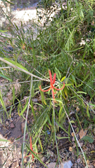Anisacanthus