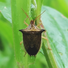 Diceraeus