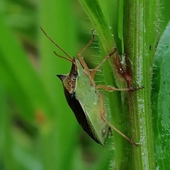 Diceraeus