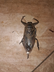 Lethocerus cordofanus