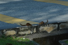 Tupaia glis