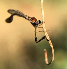 Leptopteromyia americana
