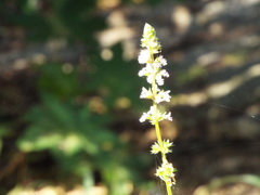 Stachys agraria
