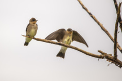 Southern Rough-Winged Swallow photo 6