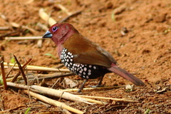 Hypargos margaritatus