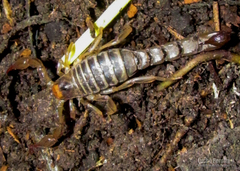 Bothriurus prospicuus