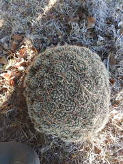 Escobaria missouriensis