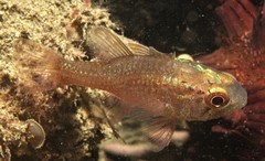 Vincentia novaehollandiae