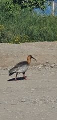 Theristicus melanopis