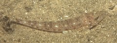 Platycephalus grandispinis