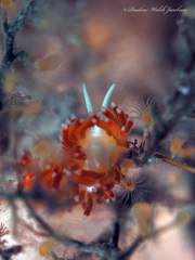 Flabellina dushia