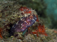 Emblemaria pandionis