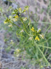 Magnoliopsida