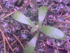 Magnoliopsida