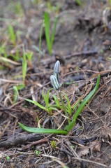 Fessia puschkinioides