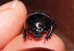 Geotrupes blackburnii