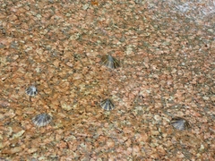 Cellana radiata