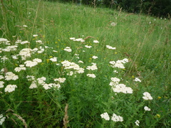 Achillea setacea