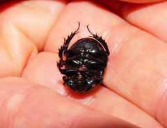 Geotrupes blackburnii