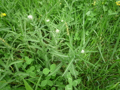 Achillea pannonica