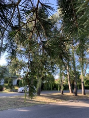 Cedrus deodara