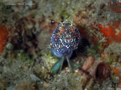 Emblemaria pandionis