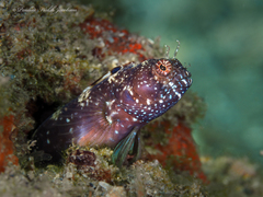 Emblemaria pandionis