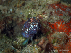 Emblemaria pandionis