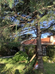 Cedrus deodara