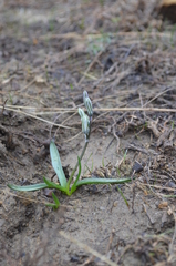 Fessia puschkinioides
