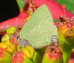 Cyanophrys herodotus