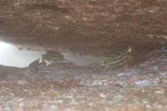 Grapsus tenuicrustatus