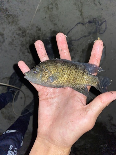 Bean's cichlid (Mayaheros beani) — Cichlidae — 3